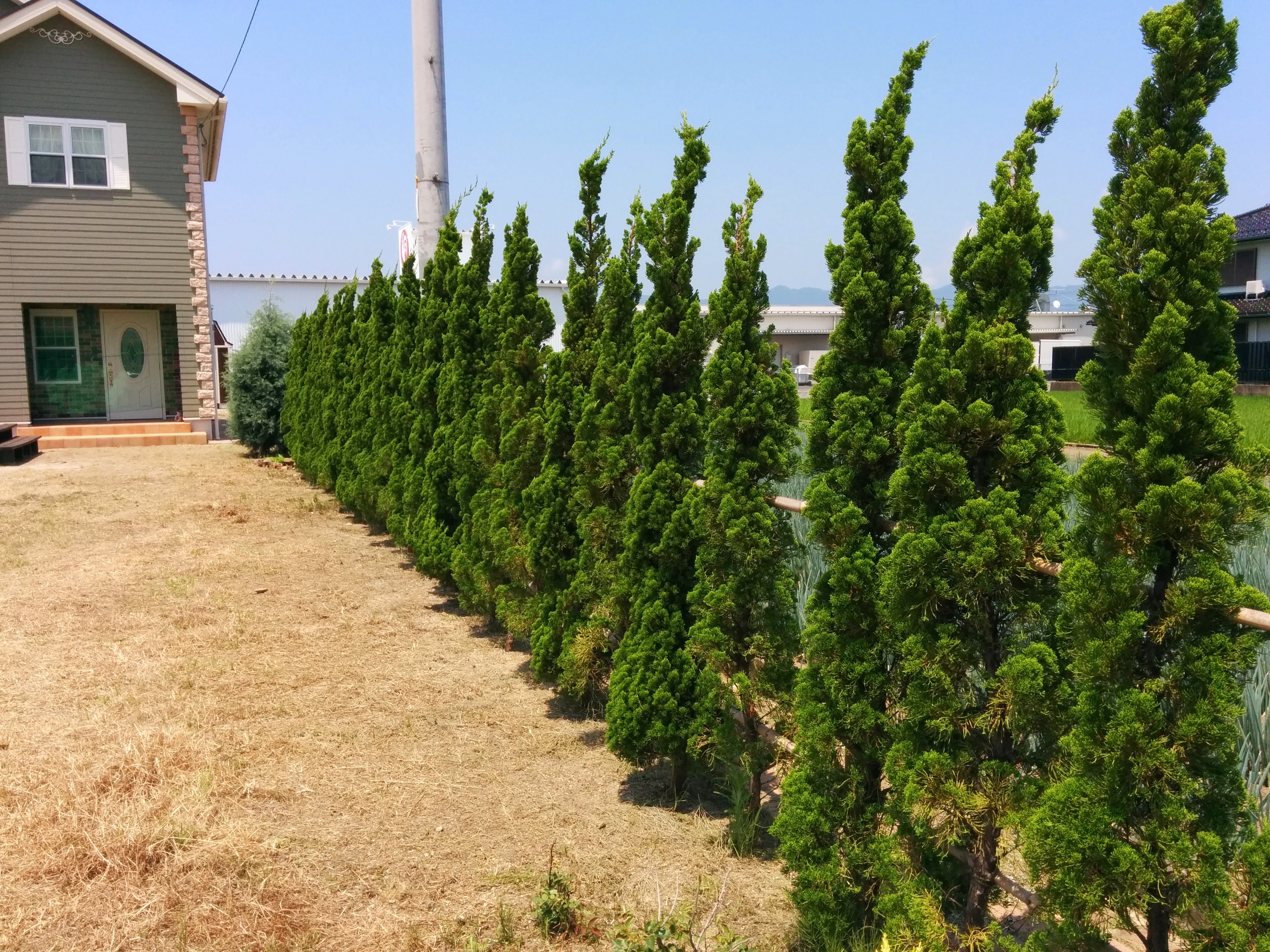 島根県 出雲市 目隠しフェンス 植栽島根県 出雲市 目隠しフェンス 植栽 エクステリア施工例がたくさん 外構 エクステリア お庭づくりの専門店タケゾーファーム 出雲市 松江市 雲南市 大田市