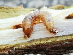 テッポウムシの幼虫が気の中を食い荒らしている