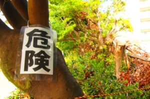 倒木しそうな危険な庭木