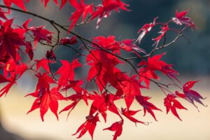 紅葉したモミジの葉