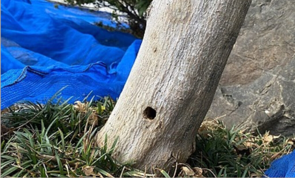 幹の根元に虫に明けられた穴が開いた庭木