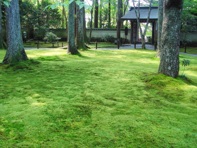 苔の庭
コケの庭